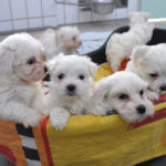 Diese Malteserwelpen aus einem illegalen Welpentransport haben im Tierheim Unterschlupf gefunden. (Foto: privat)